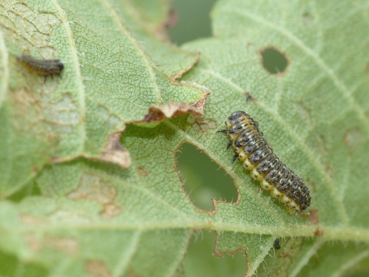 Larve di Xanthogaleruca luteola?